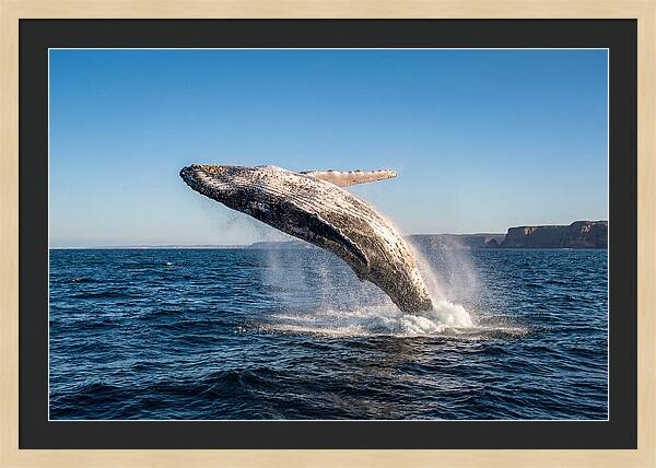 Humpback Whale Breaching