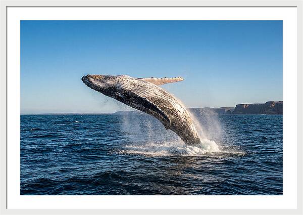 Humpback Whale Breaching