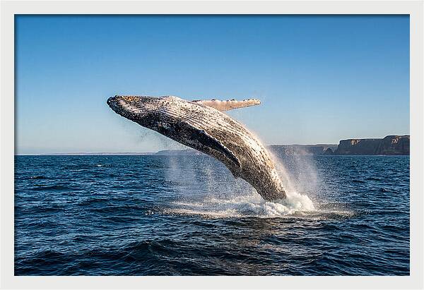 Humpback Whale Breaching