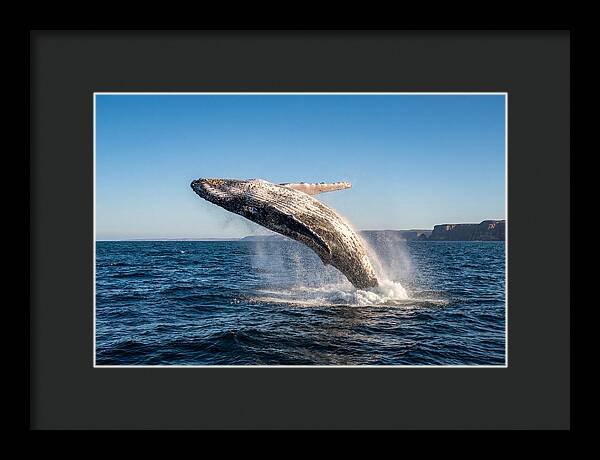 Humpback Whale Breaching