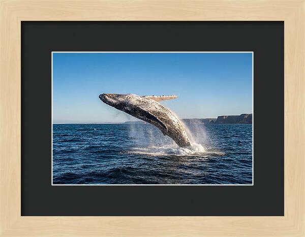 Humpback Whale Breaching