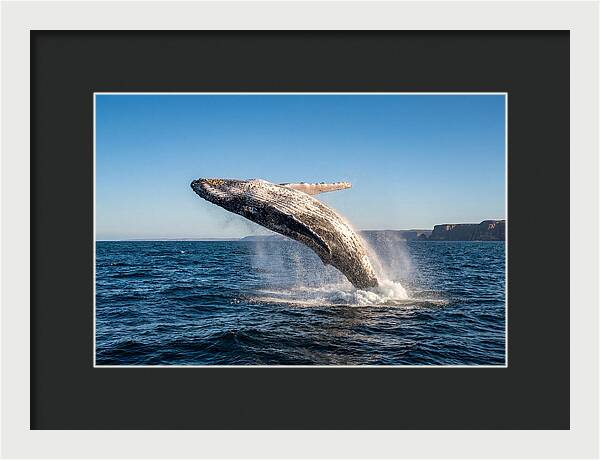 Humpback Whale Breaching