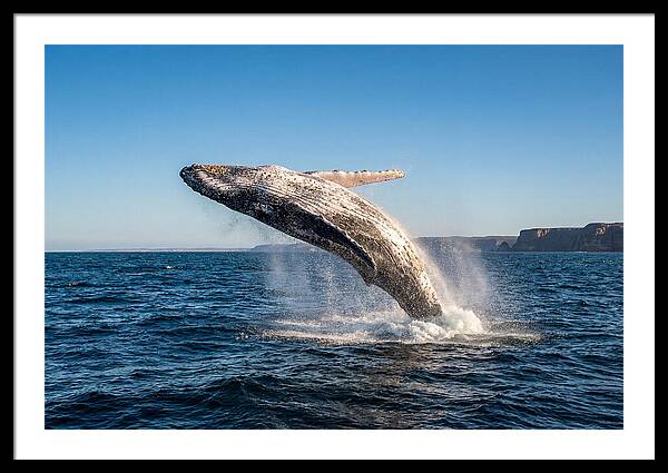Humpback Whale Breaching
