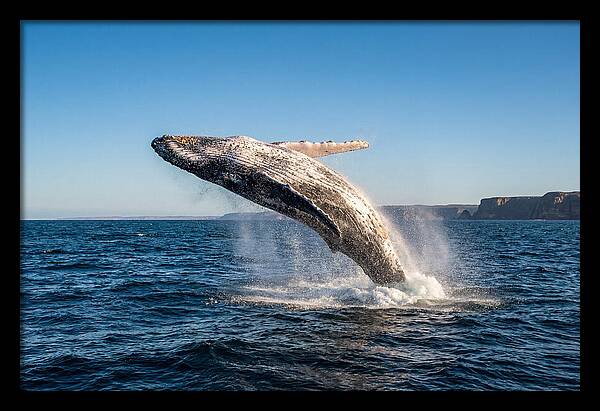 Humpback Whale Breaching