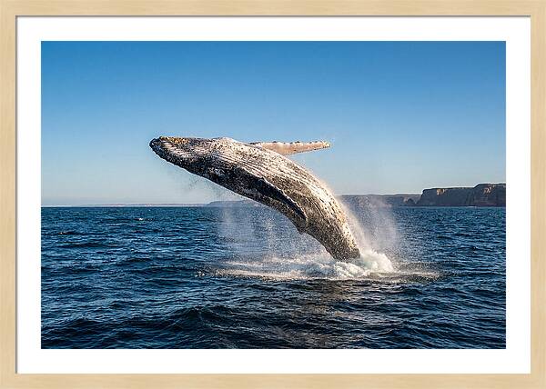Humpback Whale Breaching