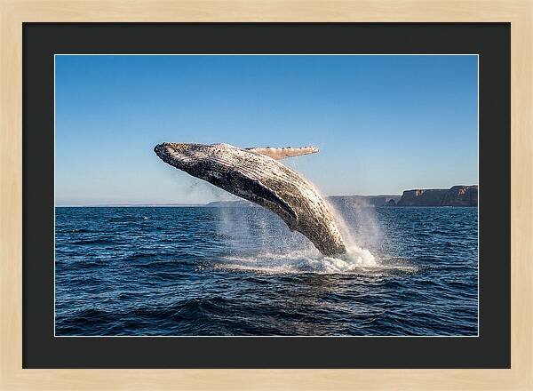 Humpback Whale Breaching