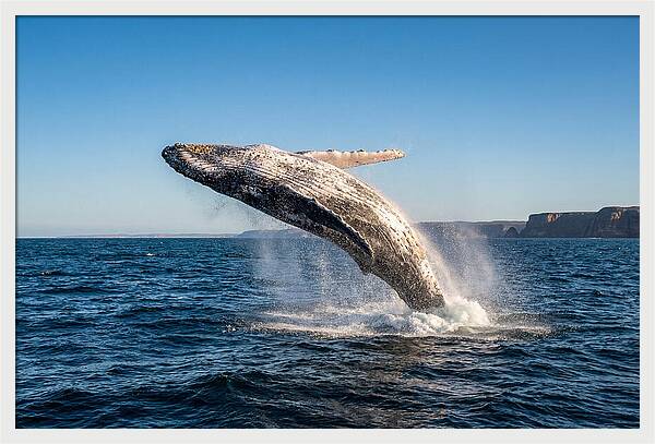 Humpback Whale Breaching