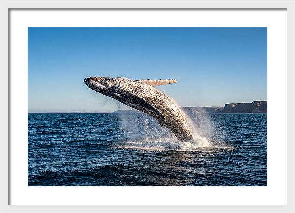 Humpback Whale Breaching