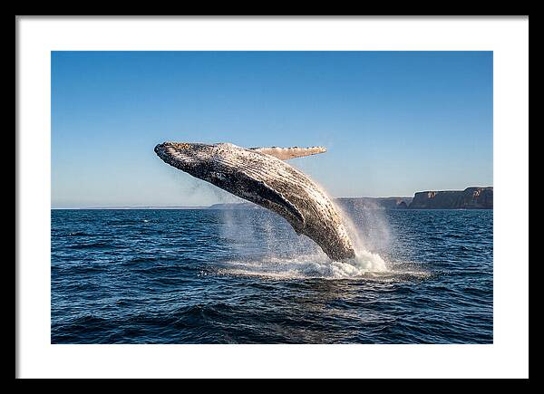 Humpback Whale Breaching