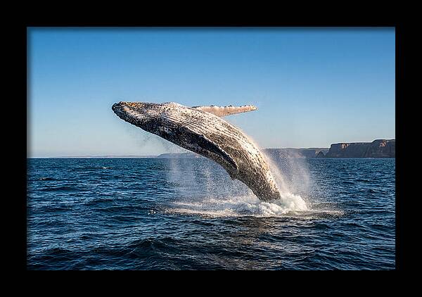Humpback Whale Breaching
