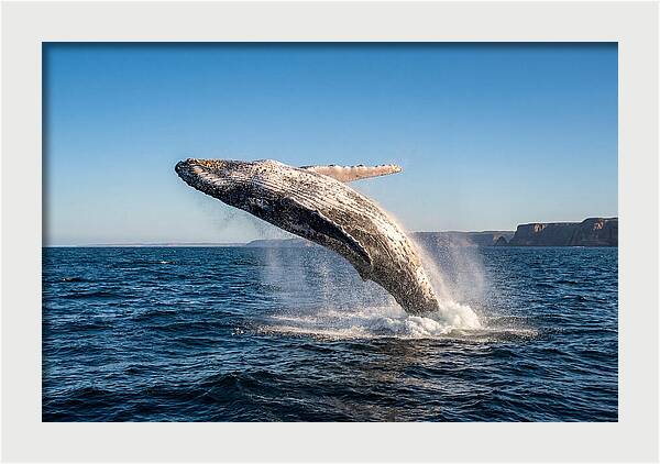 Humpback Whale Breaching