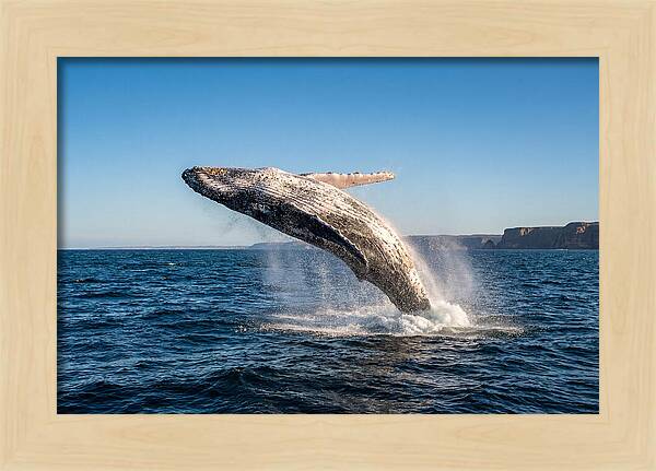 Humpback Whale Breaching
