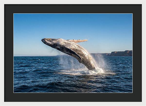Humpback Whale Breaching