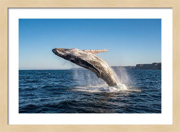 Humpback Whale Breaching