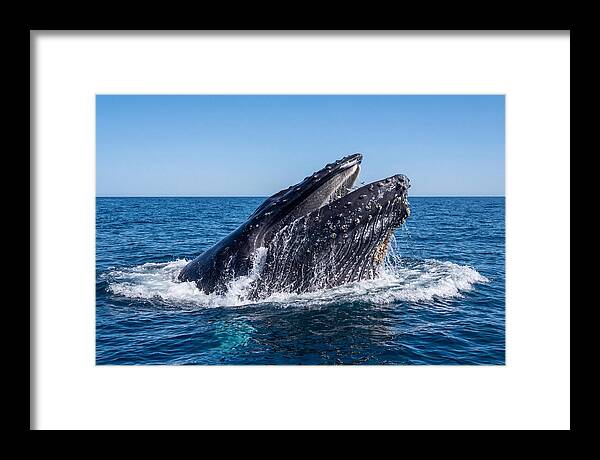 Humpback Whale Bubble Net Feeding