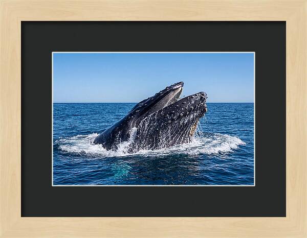 Humpback Whale Bubble Net Feeding