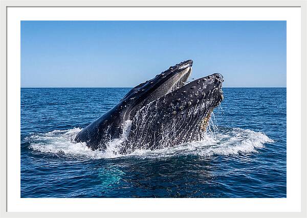 Humpback Whale Bubble Net Feeding