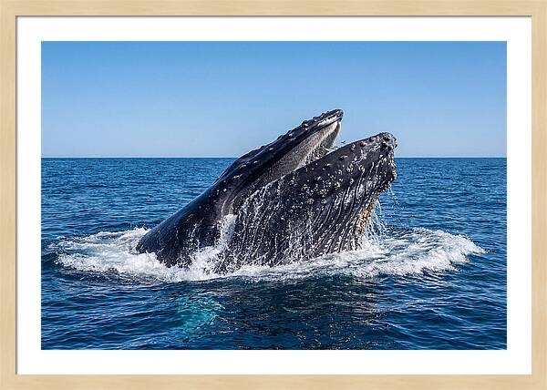 Humpback Whale Bubble Net Feeding