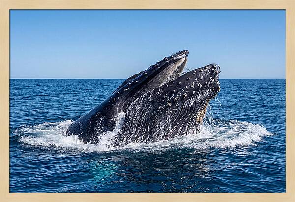 Humpback Whale Bubble Net Feeding