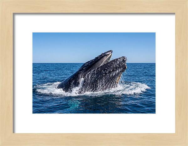 Humpback Whale Bubble Net Feeding