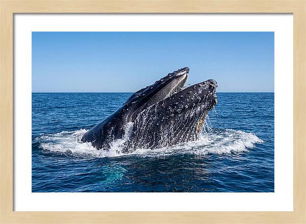 Humpback Whale Bubble Net Feeding