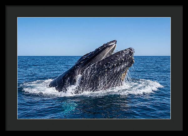 Humpback Whale Bubble Net Feeding