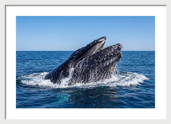 Humpback Whale Bubble Net Feeding