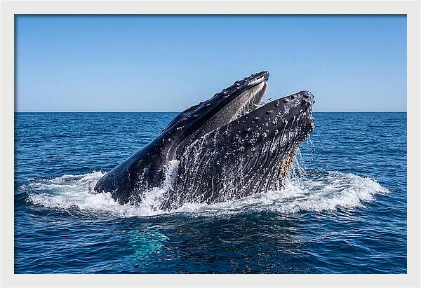 Humpback Whale Bubble Net Feeding