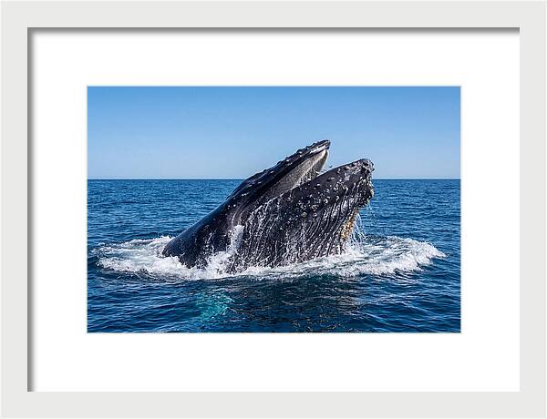 Humpback Whale Bubble Net Feeding