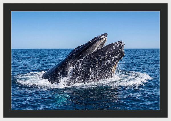 Humpback Whale Bubble Net Feeding