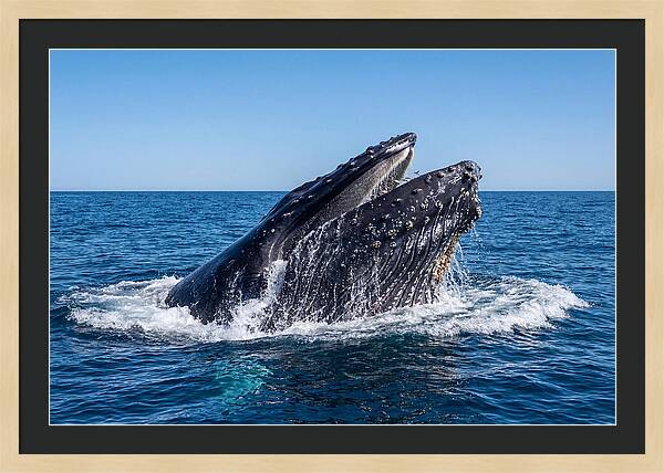 Humpback Whale Bubble Net Feeding