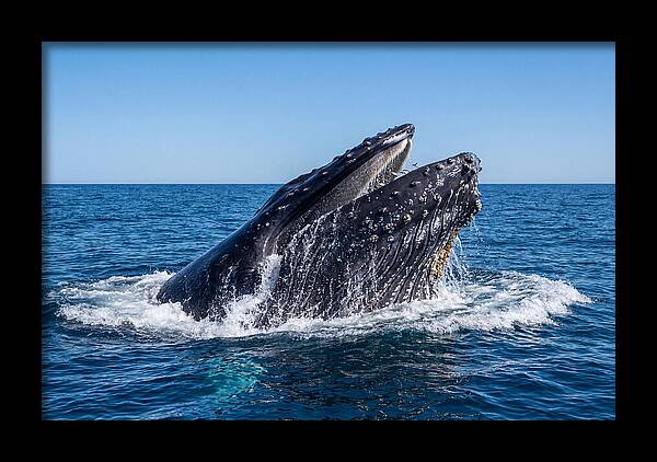 Humpback Whale Bubble Net Feeding