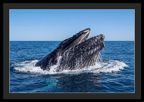 Humpback Whale Bubble Net Feeding