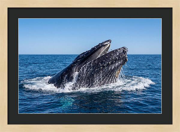 Humpback Whale Bubble Net Feeding