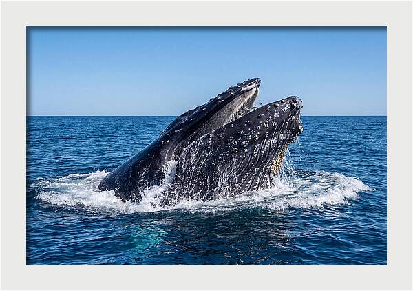 Humpback Whale Bubble Net Feeding