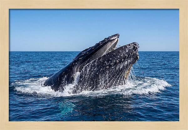 Humpback Whale Bubble Net Feeding