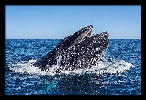 Humpback Whale Bubble Net Feeding