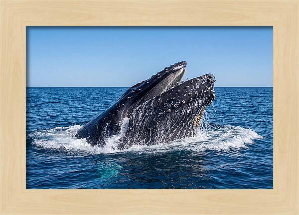 Humpback Whale Bubble Net Feeding