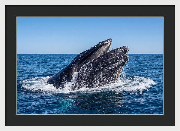 Humpback Whale Bubble Net Feeding