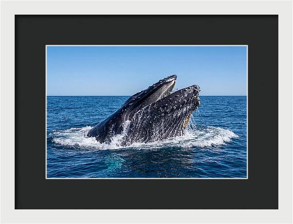Humpback Whale Bubble Net Feeding