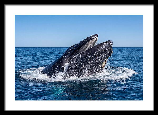 Humpback Whale Bubble Net Feeding