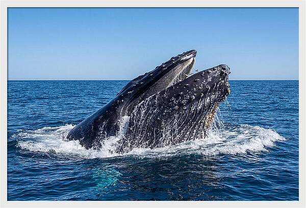 Humpback Whale Bubble Net Feeding