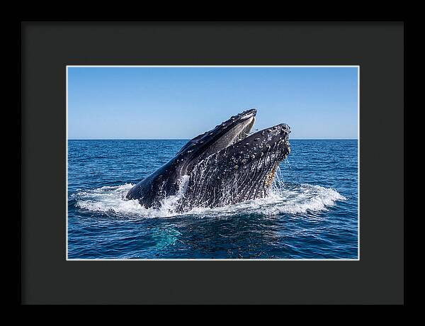Humpback Whale Bubble Net Feeding
