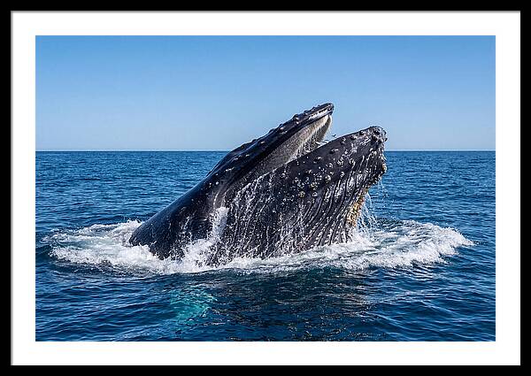 Humpback Whale Bubble Net Feeding