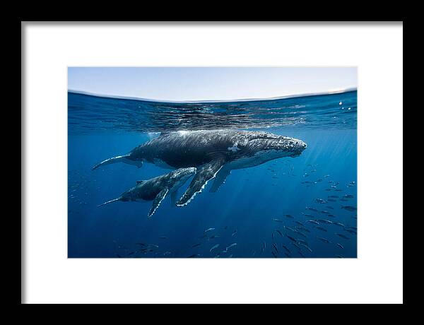 Humpback Whale Mother And Calf