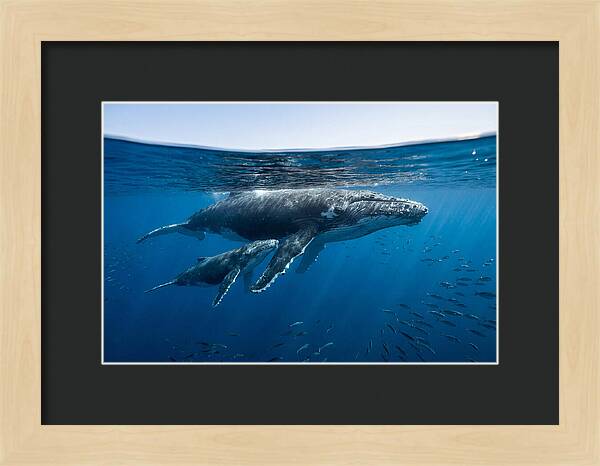 Humpback Whale Mother And Calf