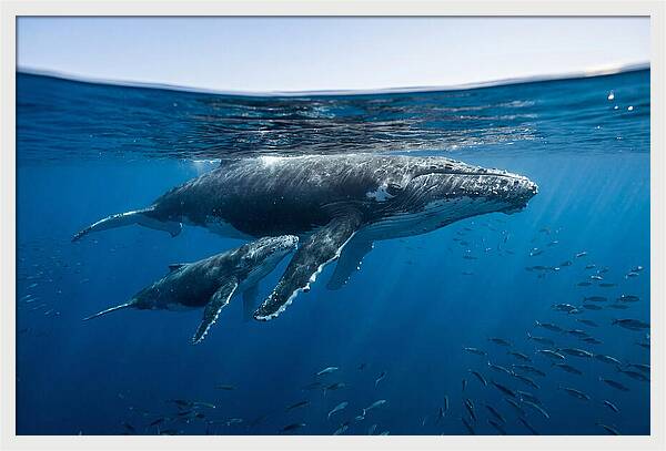 Humpback Whale Mother And Calf