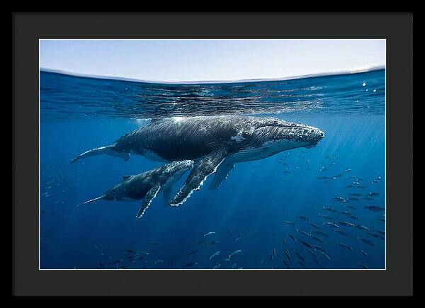 Humpback Whale Mother And Calf