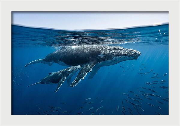 Humpback Whale Mother And Calf