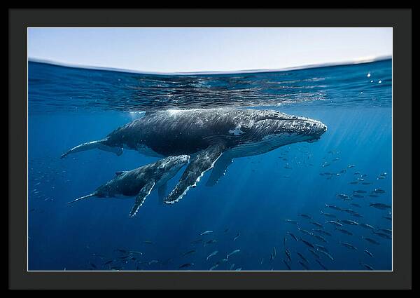Humpback Whale Mother And Calf